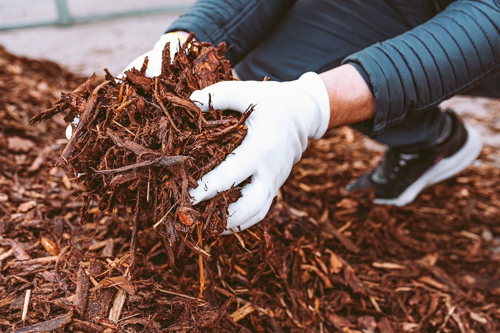 person holding mulch